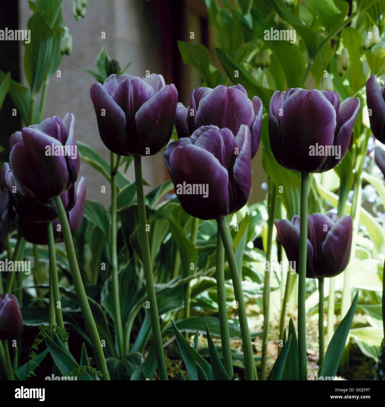 Tulipa - `Arabian Mystery' - (Triumph)   BUL056308 Stock Photo
